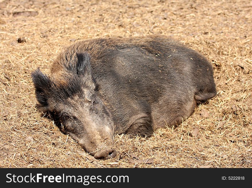 Photograph of Wild Boar sleeping