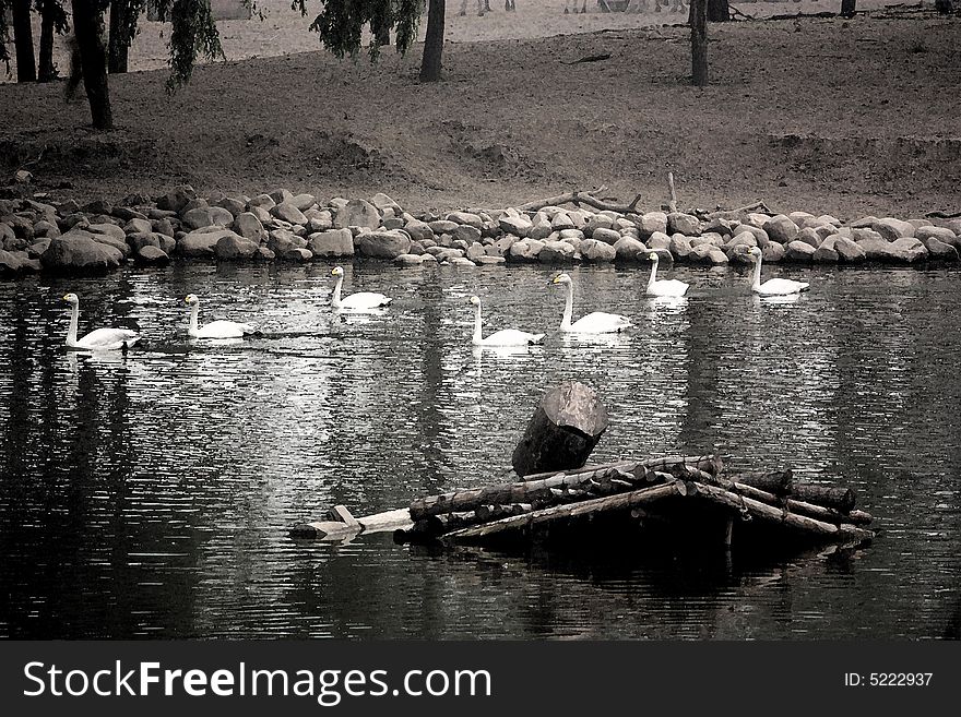 7 swans in a lake