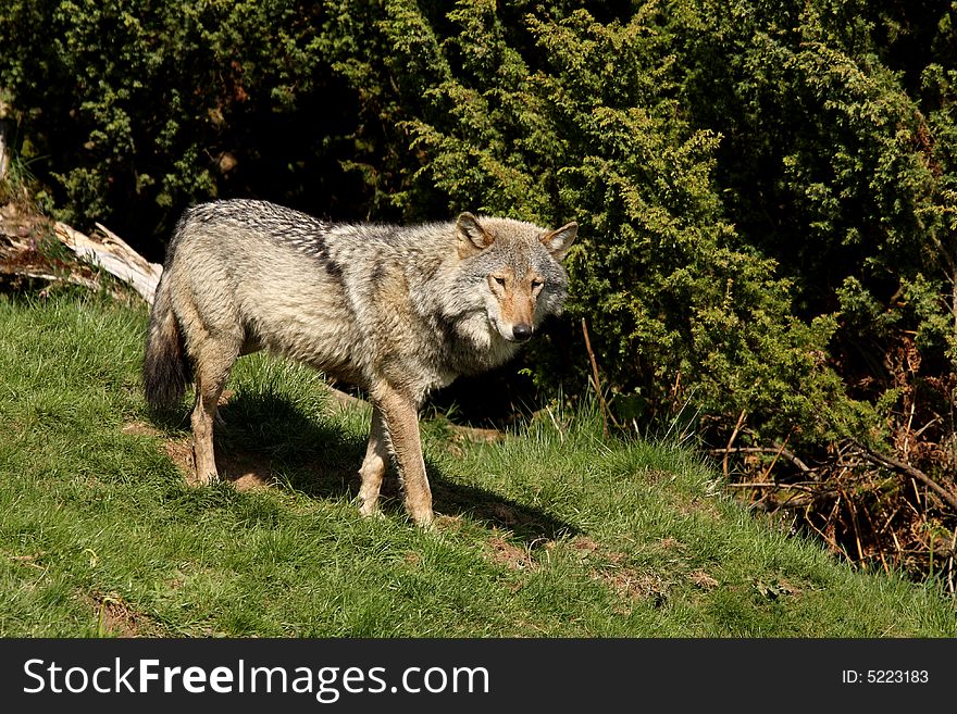 EUROPEAN GREY WOLF - Canis lupus lupus