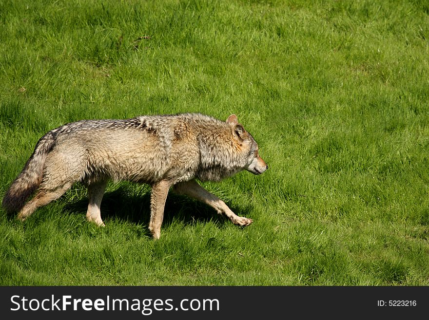EUROPEAN GREY WOLF - Canis lupus lupus