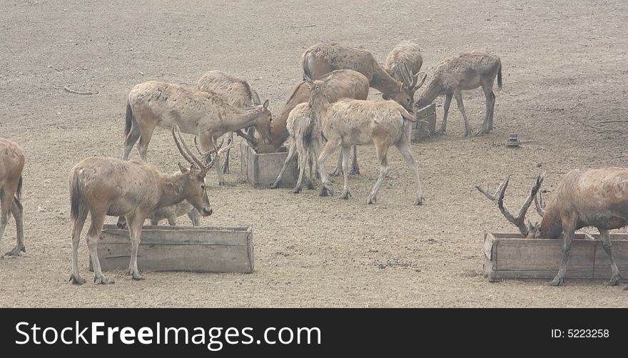 A family of elks eating food