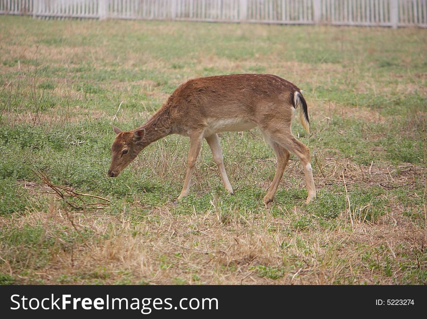 A very young deer alone. A very young deer alone