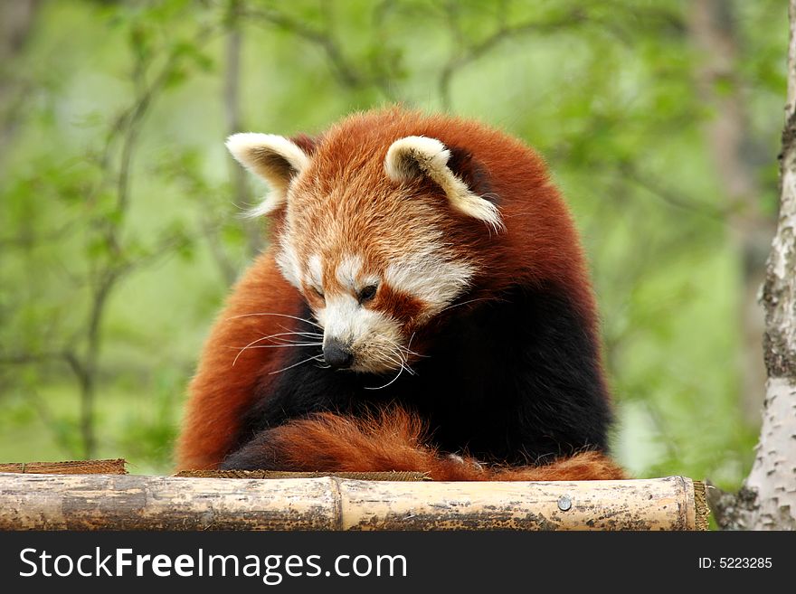 Photograph of a Red Panda