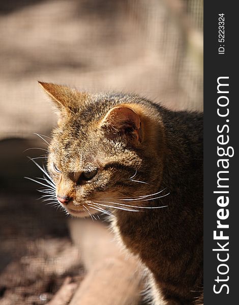 Scottish Wild Cat, Wildcat, Felis sylvestris grampia