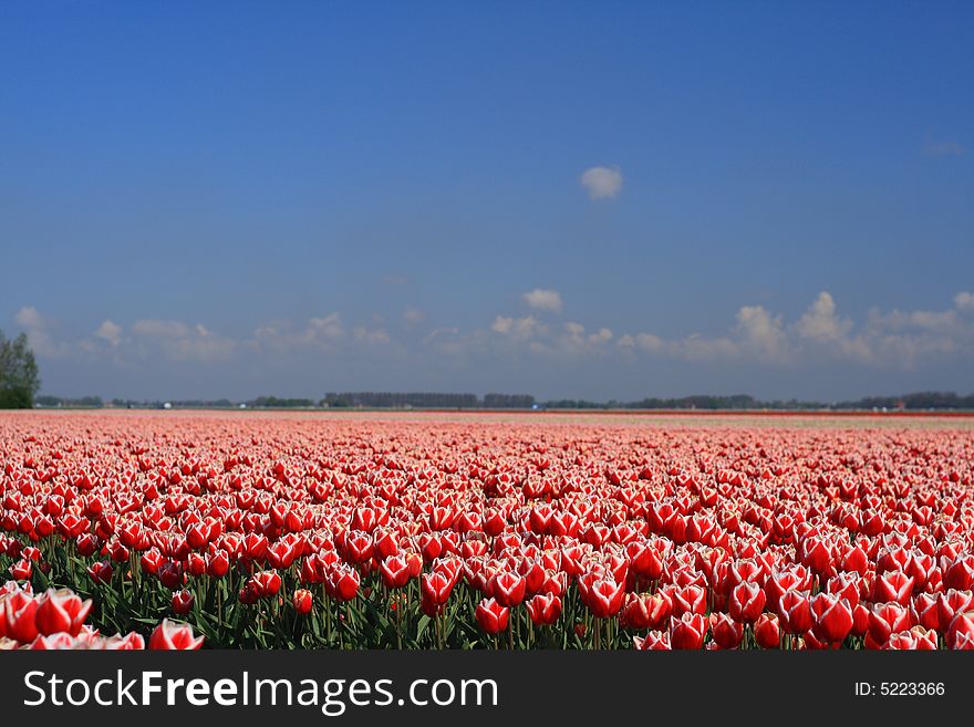 A typical dutch tulip field