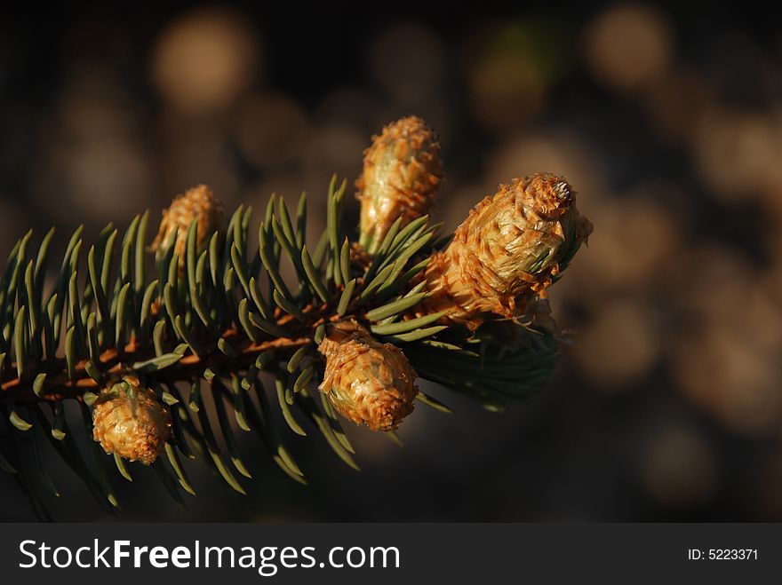 Young cones  of the fir tree