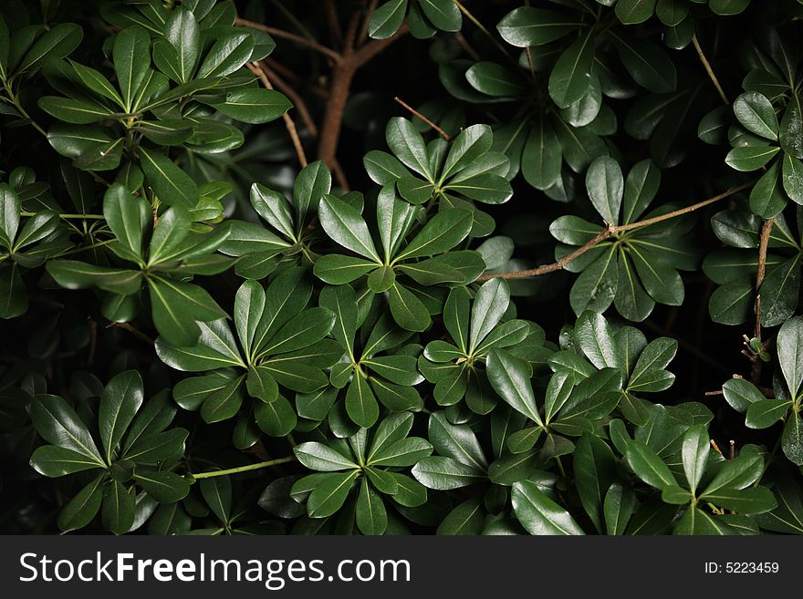 Green leaves background texture at night