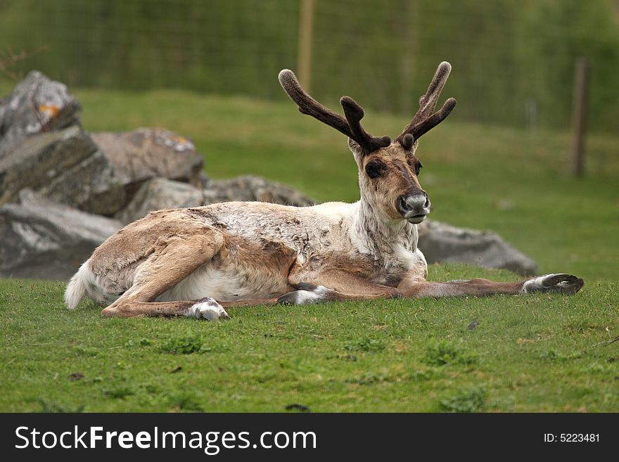 Photo of a Red Deer