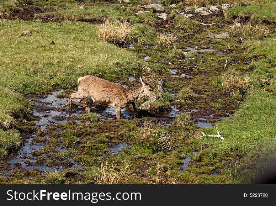 Photo of a Red Deer