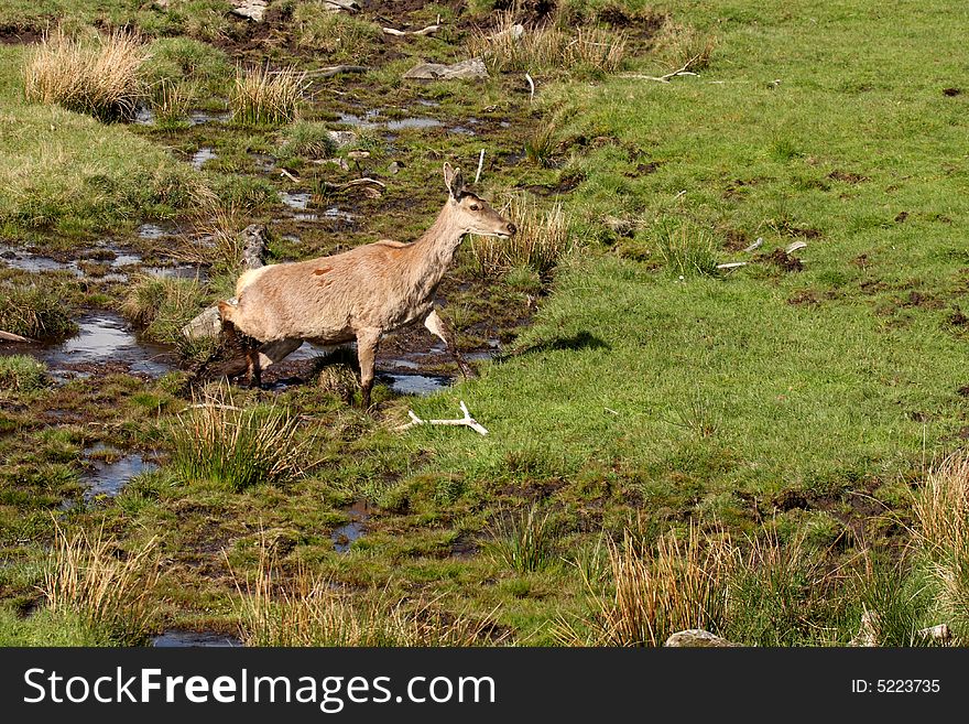 Photo of a Red Deer