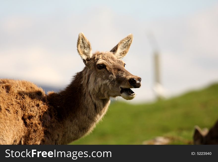 Photo of a Red Deer