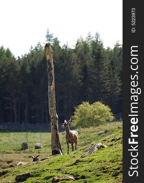 Photo of a Red Deer