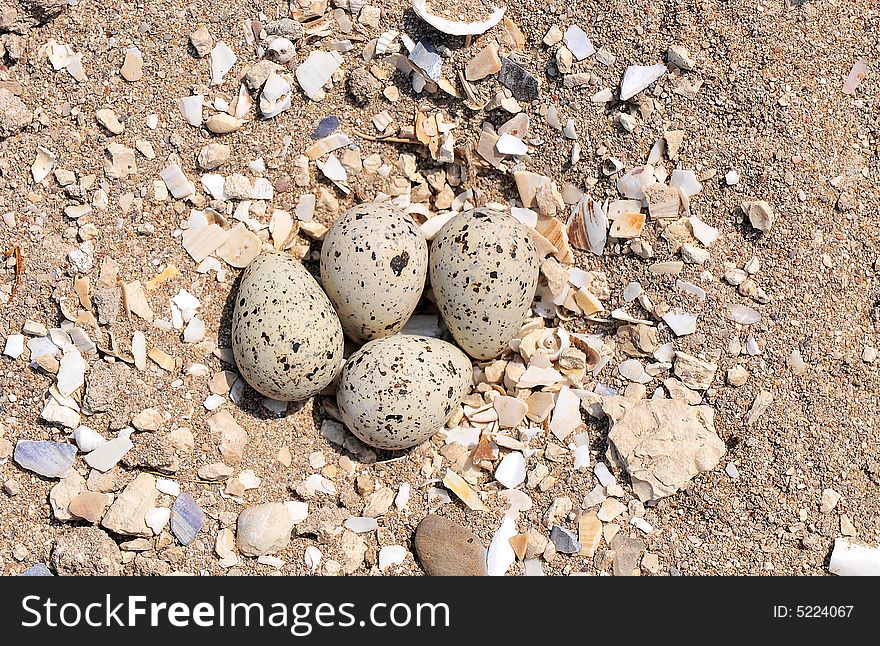 Eggs in nest on a beach