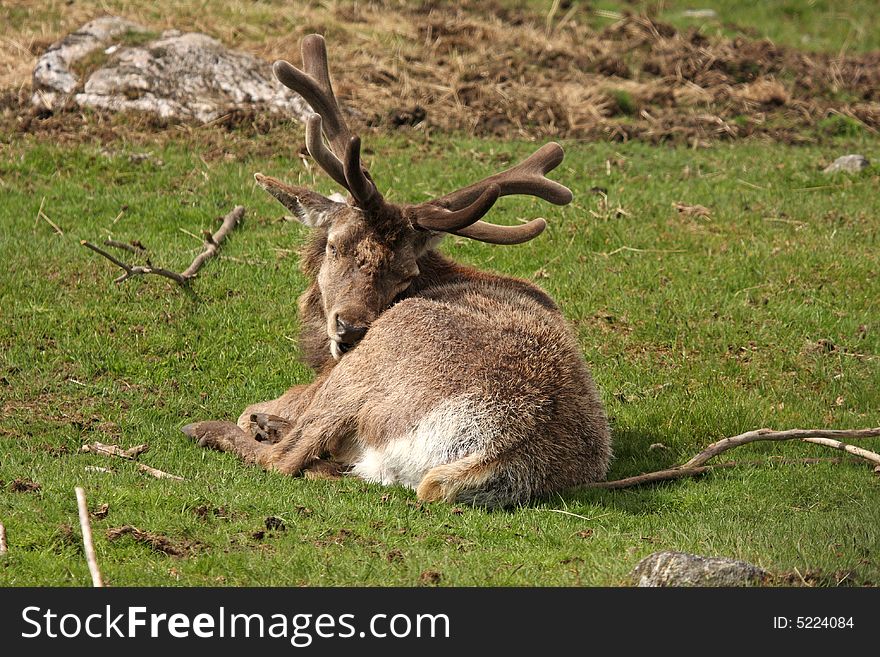 Photo of a Red Deer