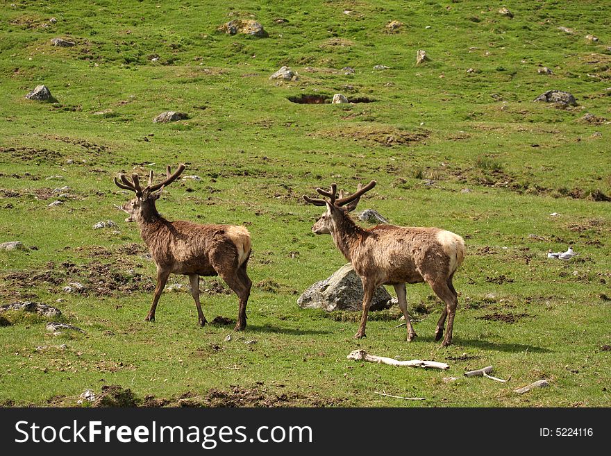 Photo of a Red Deer