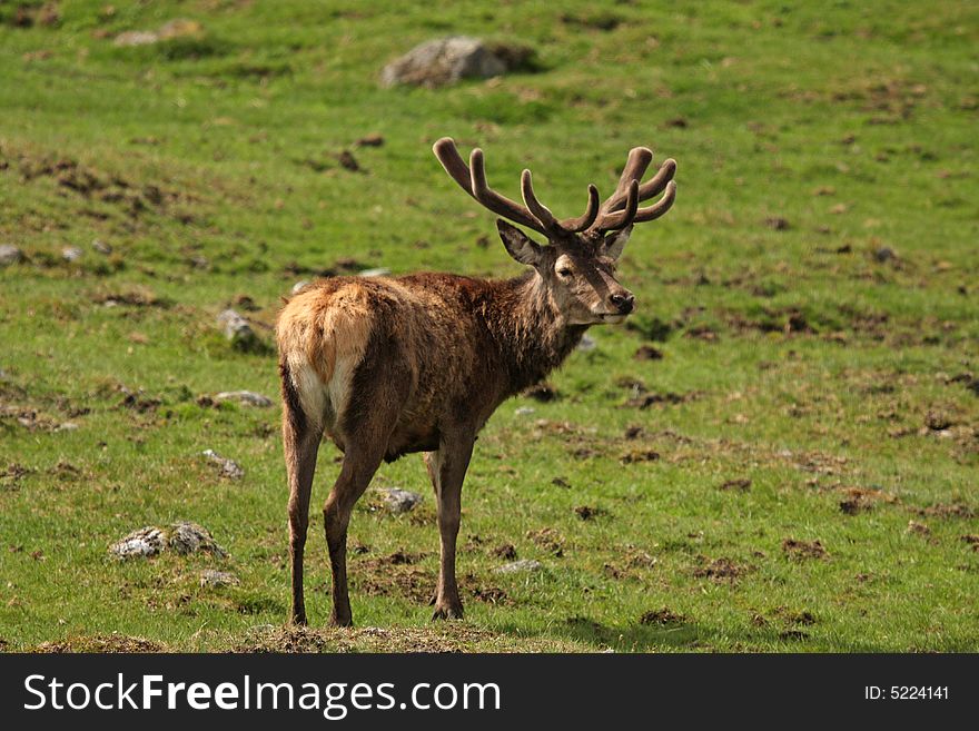 Photo of a Red Deer