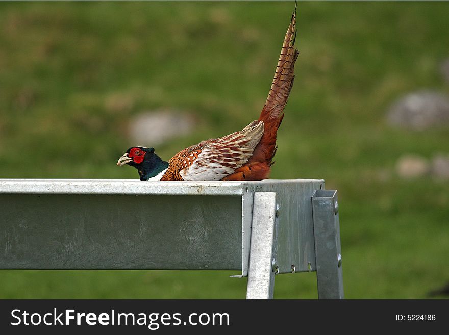 Pheasant feeding from animal trough