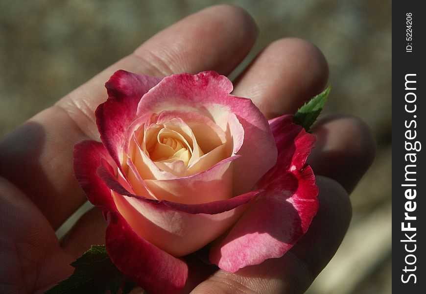 A small rose in hand