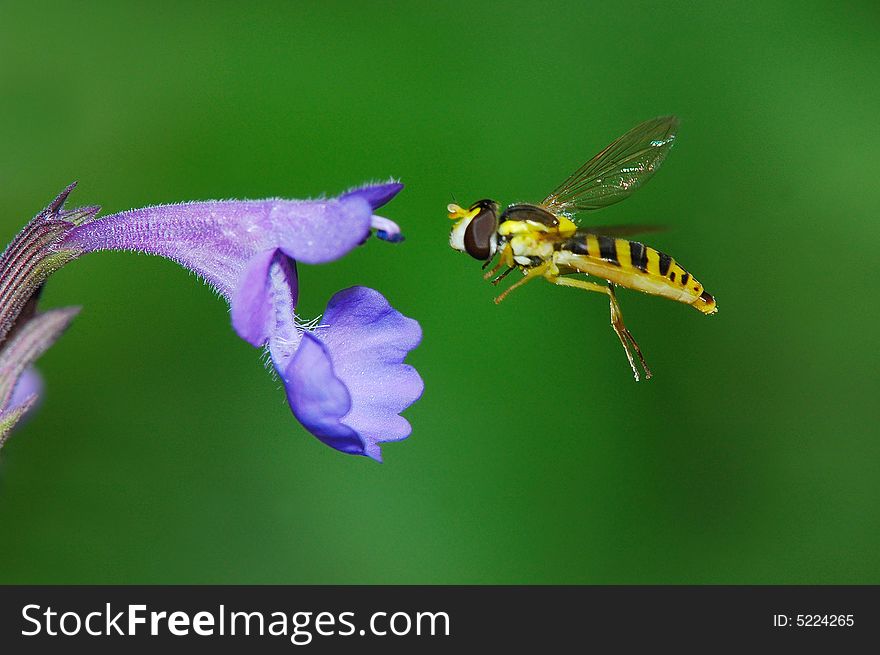 One fly flies in the cluster of flowers.