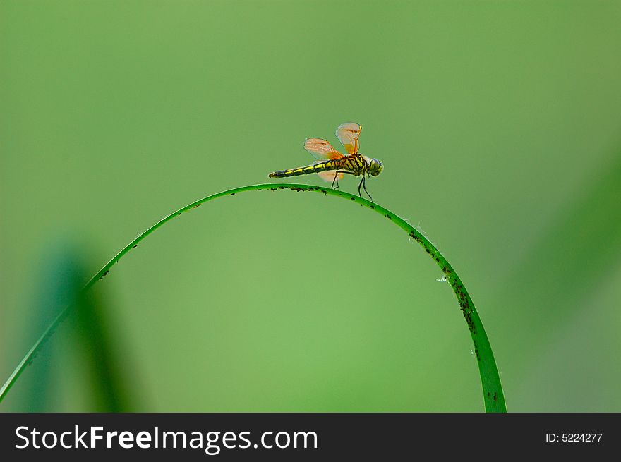 A dragonfly landed on the grass to sleep.