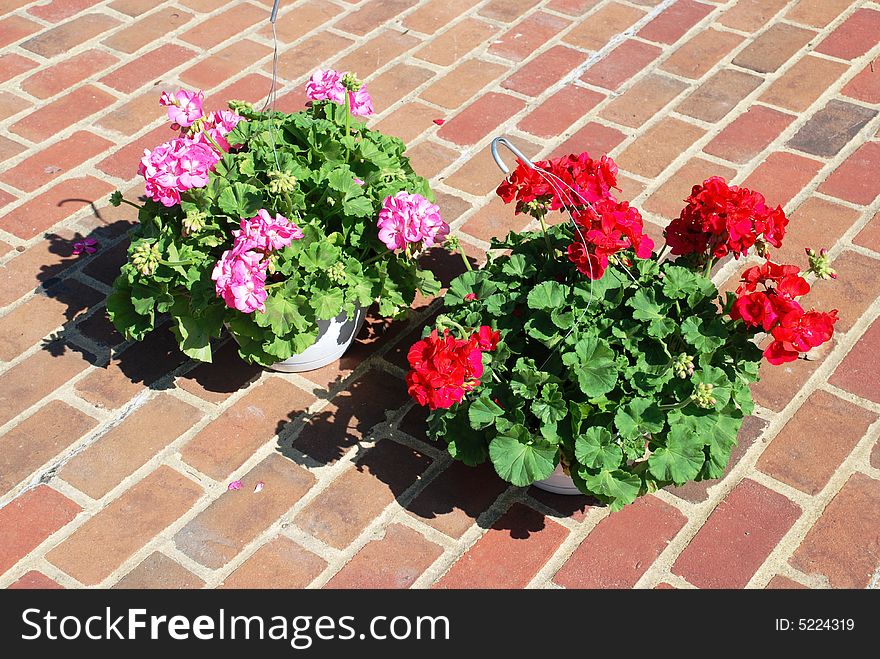 Flowers On Sale Have Opened.