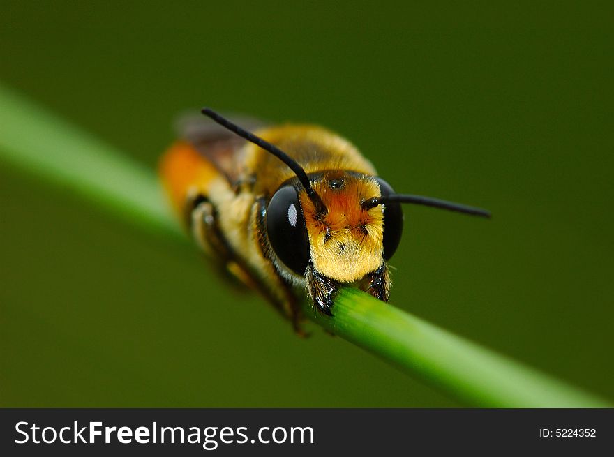 The bee is sleeping on  the stalk, with his teeth biting frimly ,just like eating something. You can't move easily. The bee is sleeping on  the stalk, with his teeth biting frimly ,just like eating something. You can't move easily.