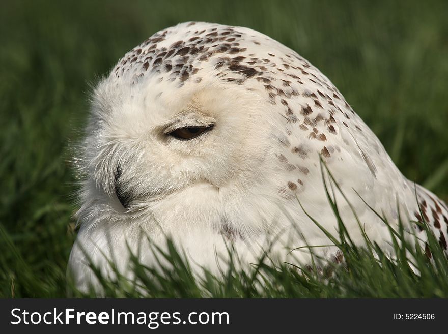 Head shot of a SNOWY OWL - Nyctea scandiaca