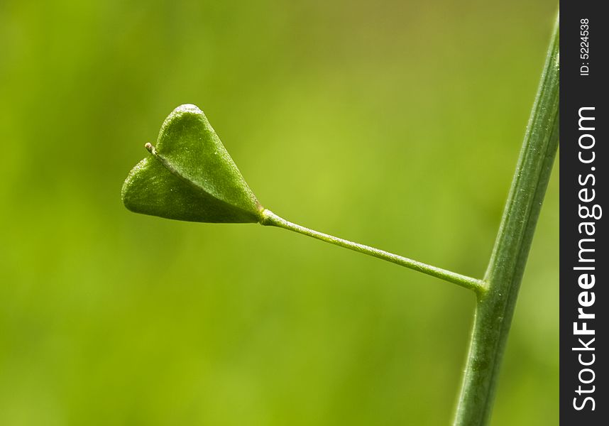 Heart shaped leaf on green