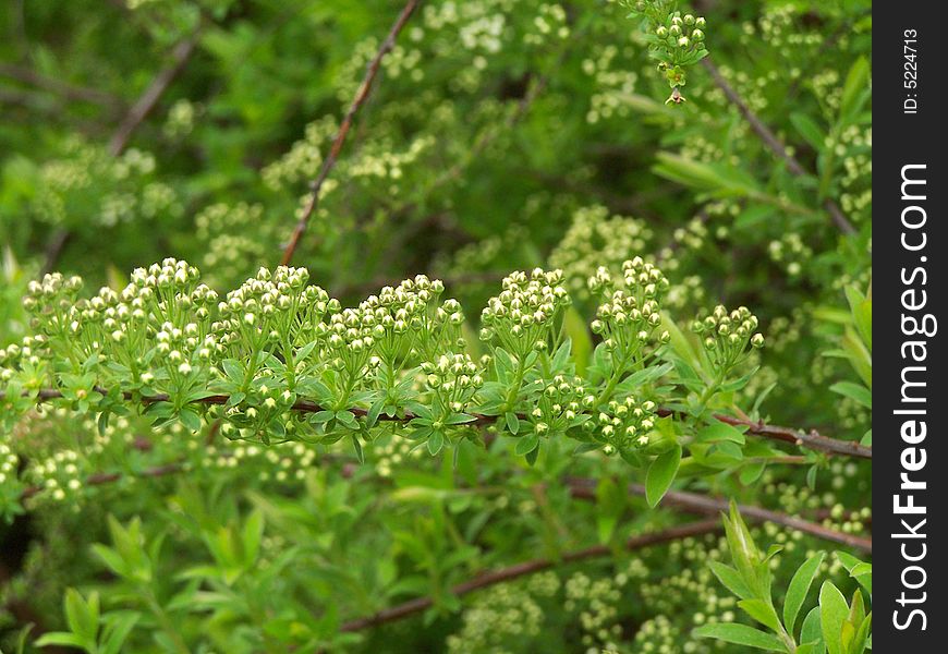 Close up of the branch with little white blossoms/. Close up of the branch with little white blossoms/