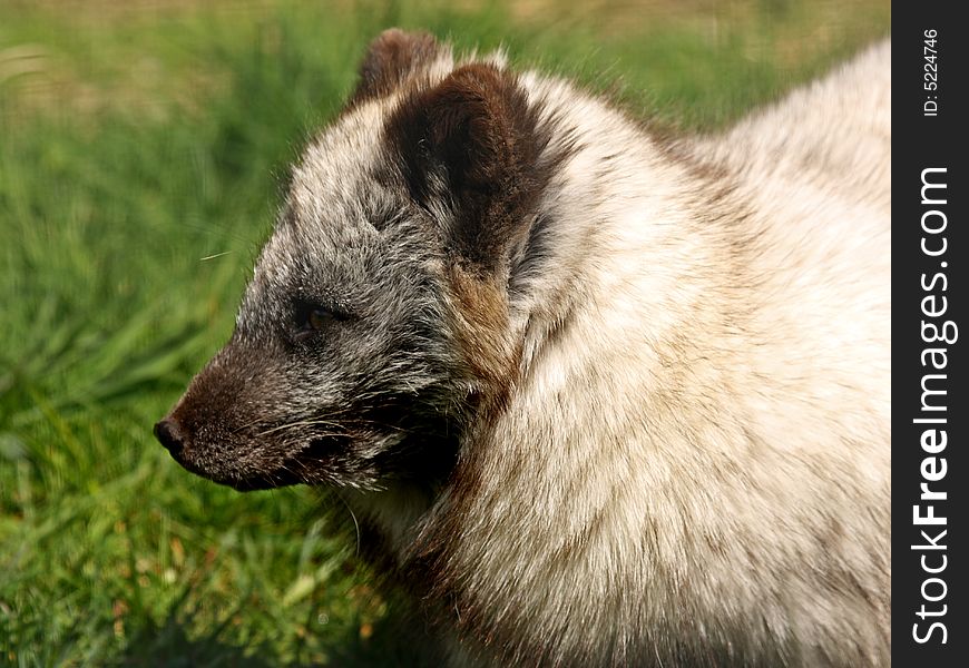 Photo of a ARCTIC FOX - Alopex lagopus