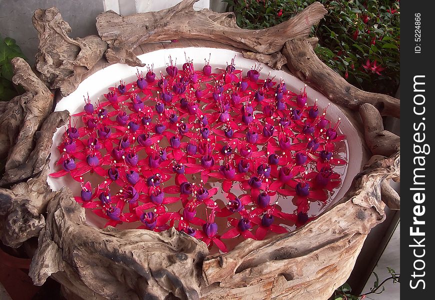 Floating Fuchsia in a bowl