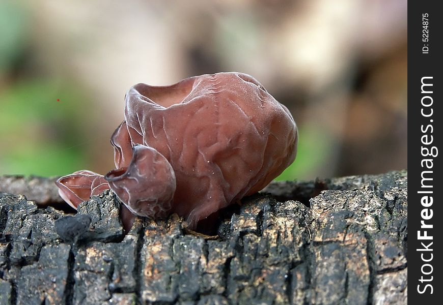 Mushroom in nature on wood