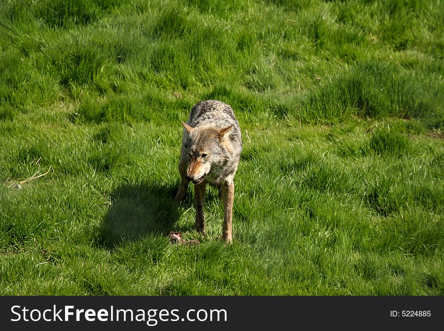 EUROPEAN GREY WOLF - Canis lupus lupus