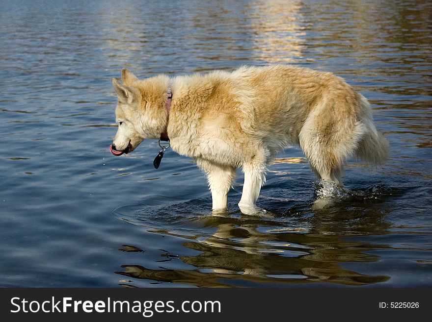 A thirsty dog at the lakeside