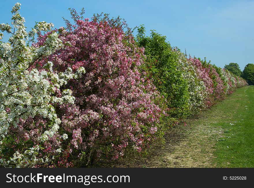 Apple blossom in an English Orchard