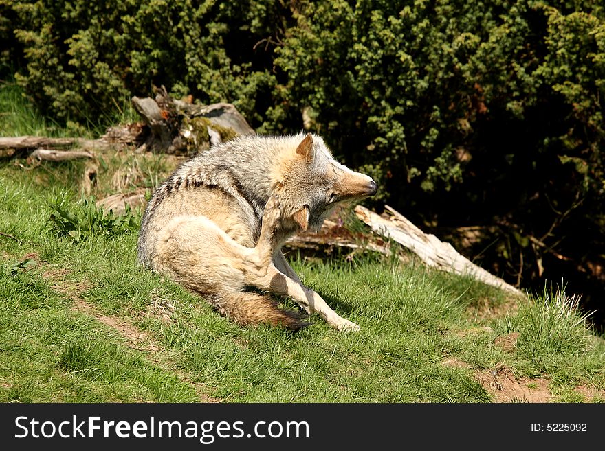 EUROPEAN GREY WOLF - Canis lupus lupus