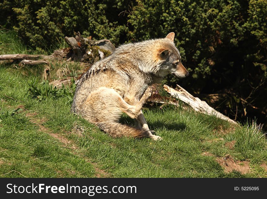 EUROPEAN GREY WOLF - Canis lupus lupus