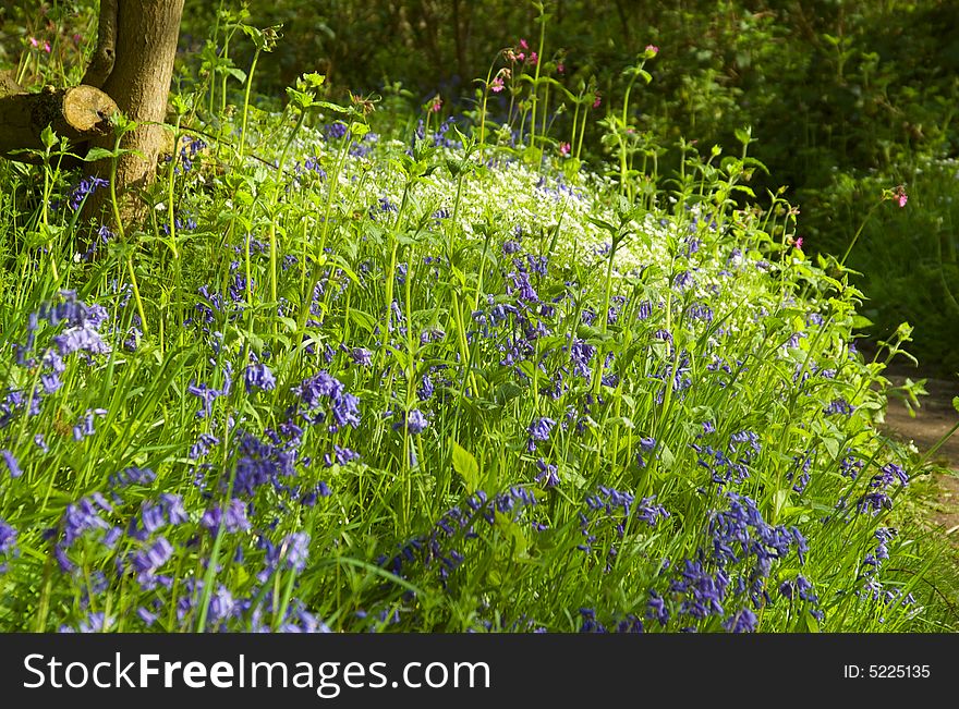 Deep in an english bluebell wood