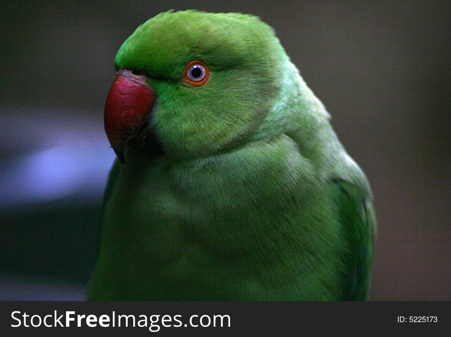 Parakeet personality