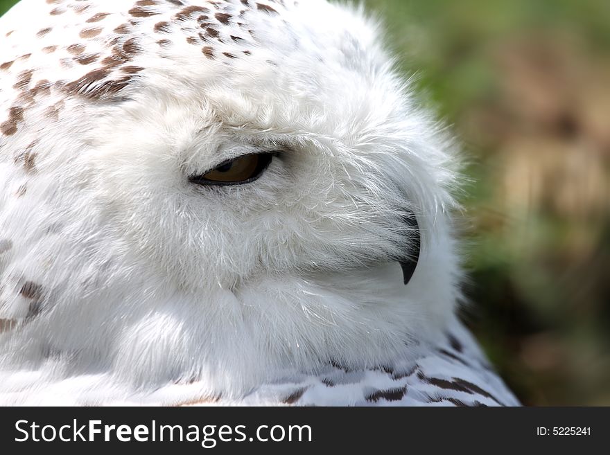 Head shot of a SNOWY OWL - Nyctea scandiaca
