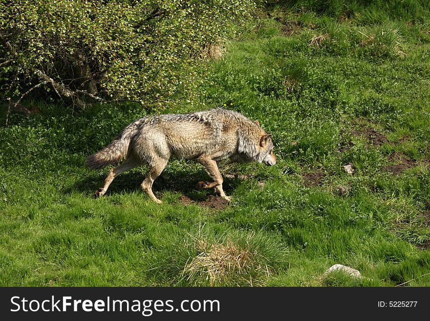 EUROPEAN GREY WOLF - Canis lupus lupus