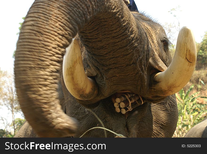 Elephant open mouth eating sugar cane. Elephant open mouth eating sugar cane