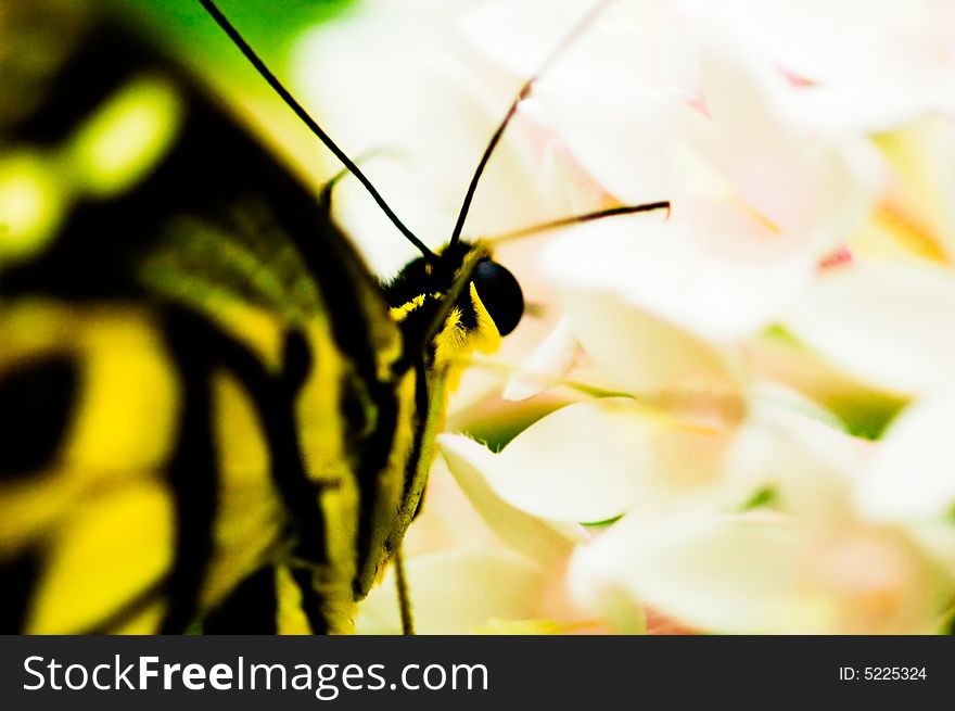Macro shot of a yellow and black butterfly sitting on a flower