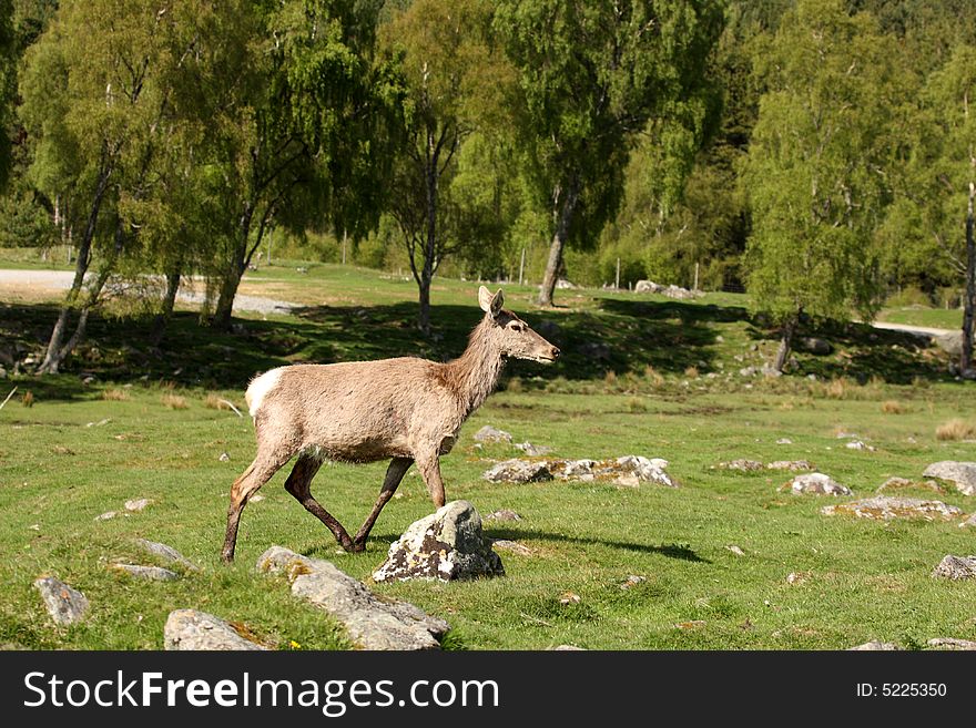 Photo of a Red Deer