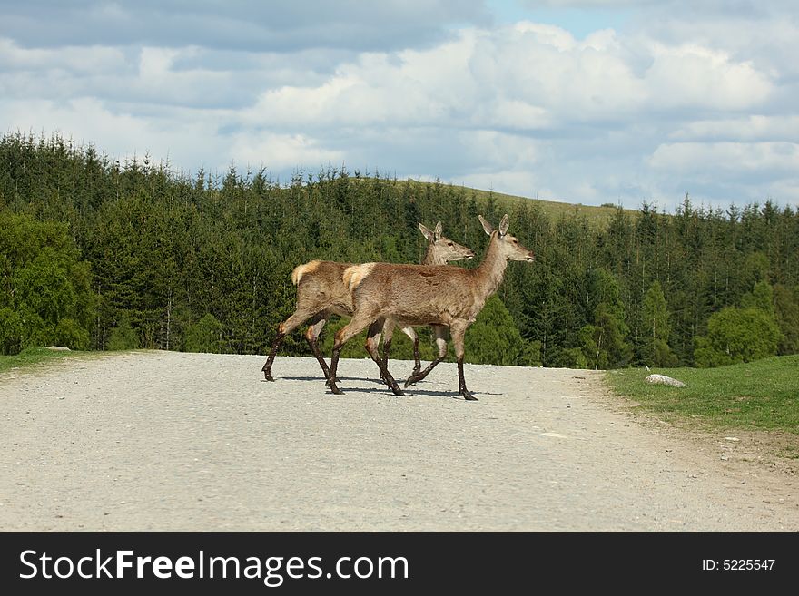 Photo of a Red Deer