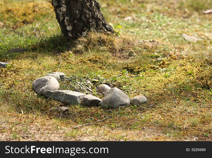 Oystercatcher nest and egg