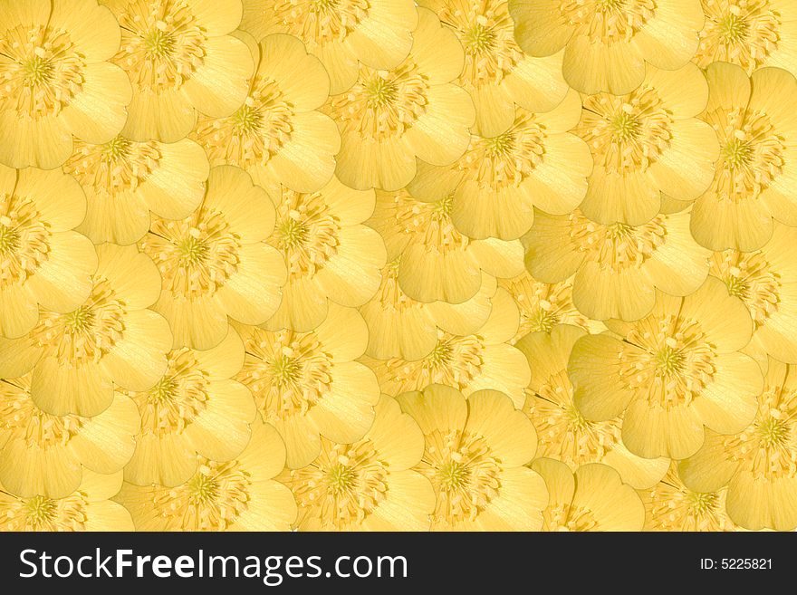 One buttercup flower multiplied to many flowers background