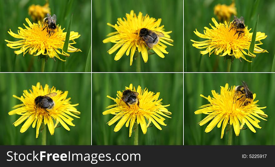 Six poses of bumblebee on the dandelion