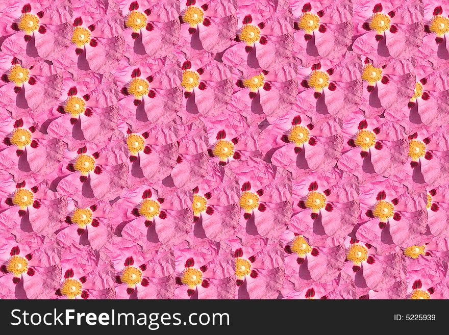 One pink flower multiplied to many flowers background. One pink flower multiplied to many flowers background