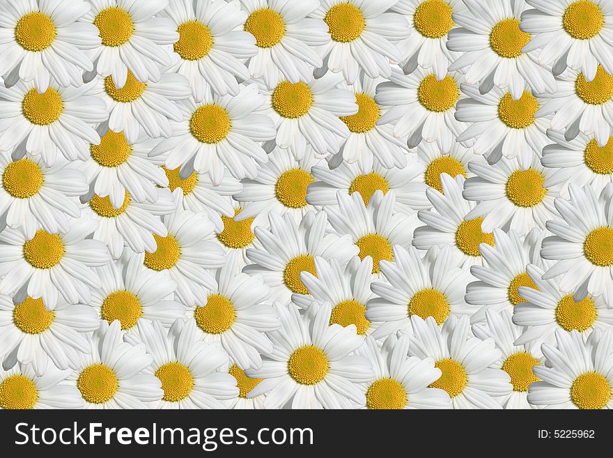 One white daisy flower multiplied to many flowers background. One white daisy flower multiplied to many flowers background